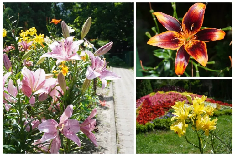 Peisaj magic de vară la Grădina Botanică din Cluj-Napoca! Superbii crini sunt în plină înflorire: ,,Veți fi fermecați”  - FOTO 