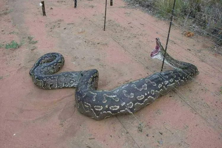 Un sarpe de cinci metri terorizeaza locuitorii comunei constantene Cuza Voda