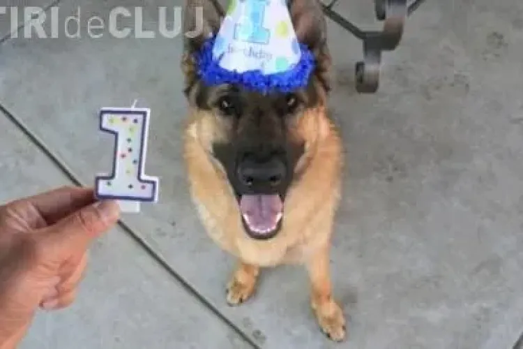 Un catelus simpatic care creste face furori pe Youtube! In mai putin de o saptamana filmuletul a facut 750 de mii de vizualizari! VIDEO