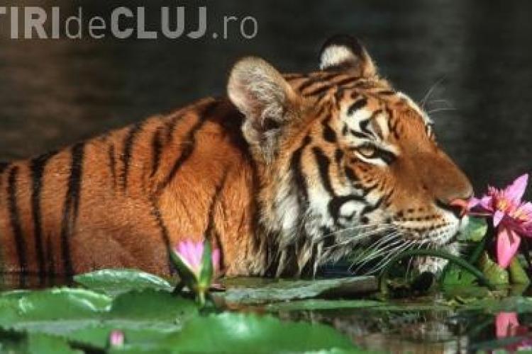Tigrul bengalez, vedeta Zilei Mondiale a Mediului