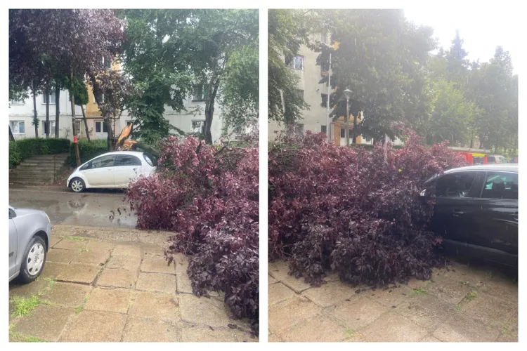 Cad copacii pe capete peste mașinile din Cluj! Doi copaci au cazut în doar câteva minute: unul pe Aleea Ciucaș și unul pe strada Bucovina- FOTO