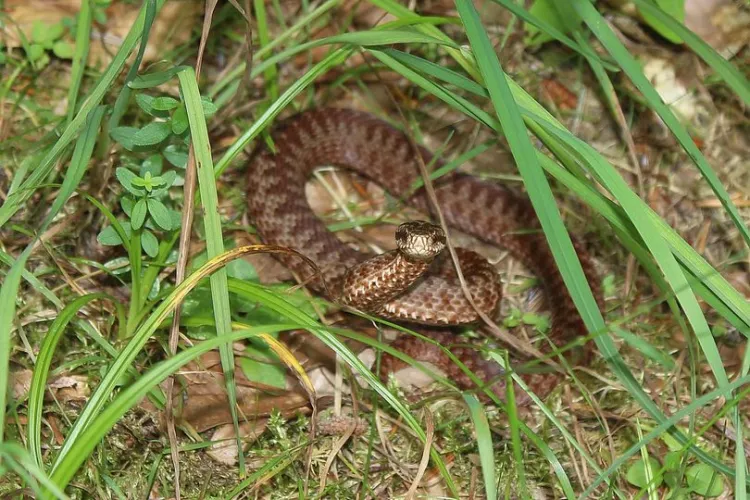 Viperele chiar au existat în cartierul Gheorgheni! Clujean: „Credeți că fugeam de ea? Deloc”