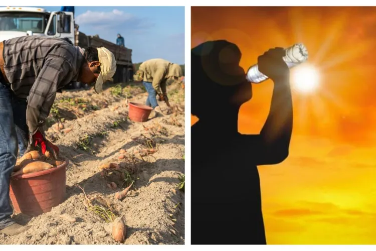 Un român și-a pierdut viața în timp ce muncea pe un câmp din Italia. Ar fi lucrat la temperaturi insuportabile