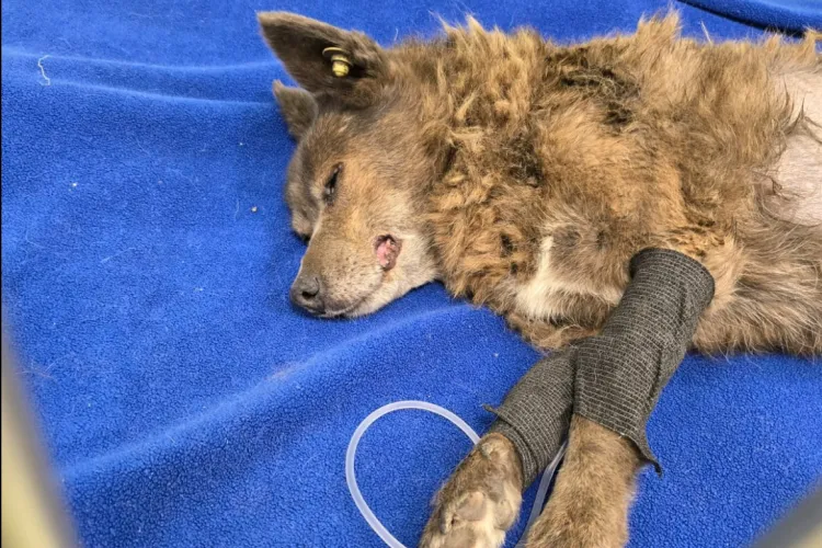 Apel pentru salvarea unei cățelușe accidentate pe o stradă din Cluj: „Dacă până mâine nu se găsește un foster, din păcate va fi eutanasiată”