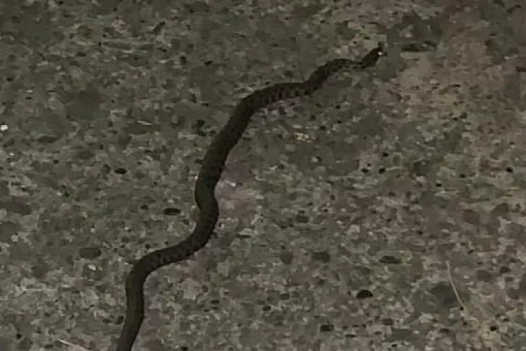 Vipere într-un cartier din Cluj? Clujeancă: „Am chemat jandarmii și l-au prins cu greu” - FOTO