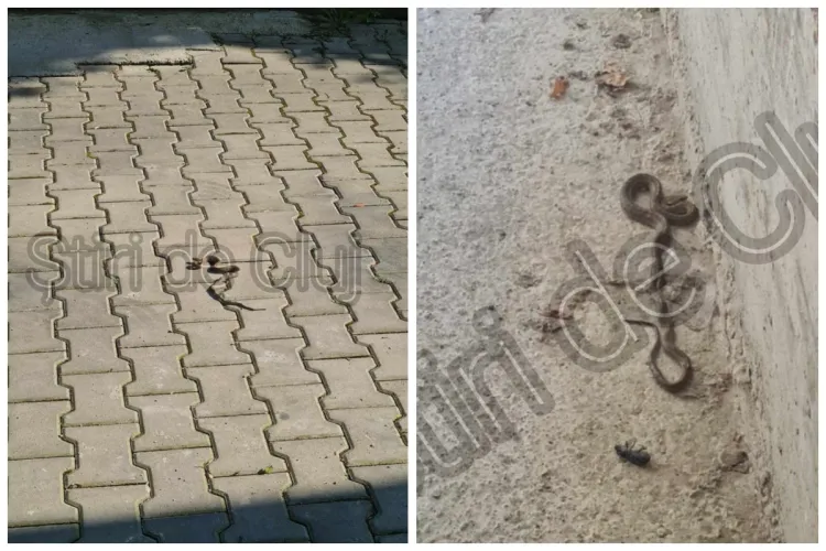 Viperă surprinsă pe o stradă din Florești, Cluj! Ce trebuie să faceți în cazul unei mușcături - FOTO 
