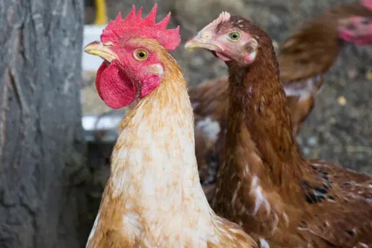 Găini în Cluj? Cetățenii cer măsuri urgente: „Miroase, nu putem să lăsăm geamurile deschise”