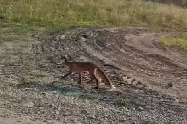 Clujenii sunt disperați de apariția vulpilor într-un sat din Apahida: ,,Și pe terasă au ajuns”/,,Mie cel puțin 4 găini mi-a mâncat”-VIDEO