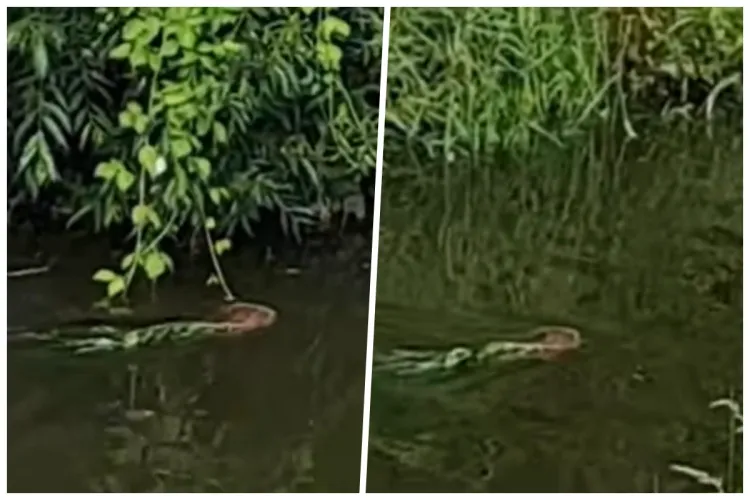 Cluj: Castor adorabil, filmat în apele Someșului. Micuțul animal muncea din greu la construirea unui baraj - VIDEO 