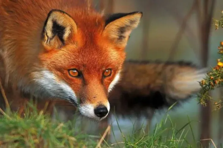 O vulpe simpatică și super„civilizată”, filmată sub podul din Mărăști! Fascinată de Cluj, traversează cu eleganță pe trecerea de pietoni VIDEO