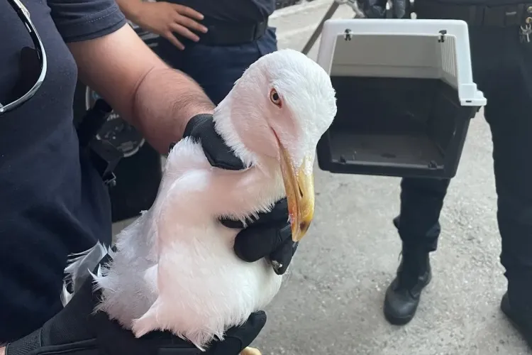 Jandarmii din Cluj au salvat un pescăruș rănit. A ,,naufragiat” într-o locuință din Mărăști