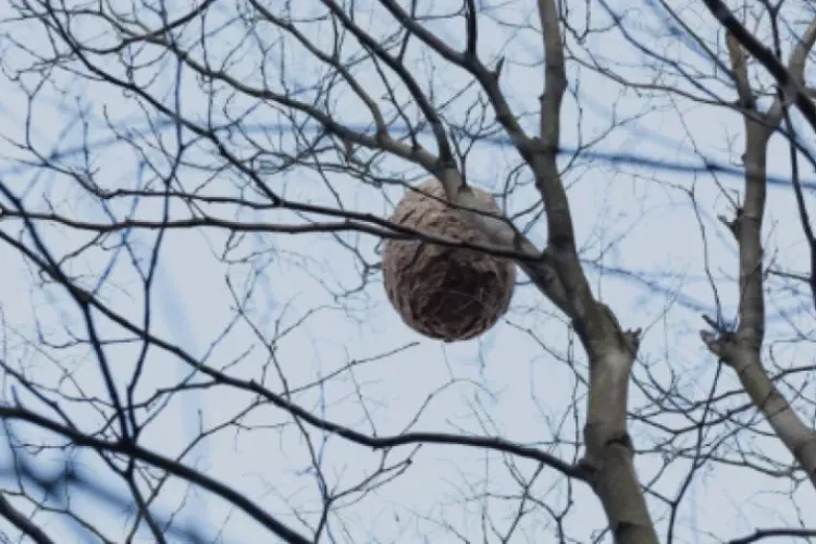 Viespile terorizează locatarii unui bloc din Cluj! Insectele atacă copii, animale și trecători:  ,,Au mușcat 2 copii și un câine”