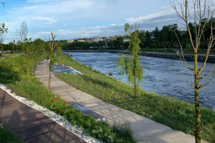 Ambrozie pe Malurile Someșului? Primăria Cluj-Napoca, somată să intervină de urgență: „Vă rog, faceți ceva!”