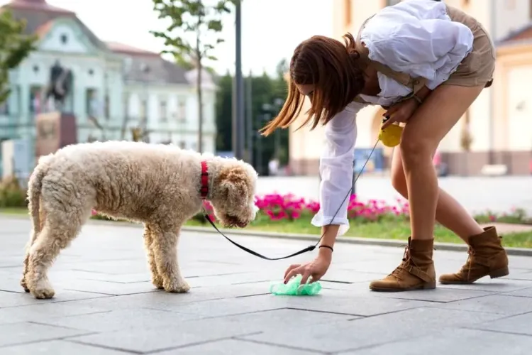 Cluj: Proprietarii de câini din „orașul de 5 stele”, acuzați că nu curăță după animalele de companie: „Am călcat în rahat de multe ori”