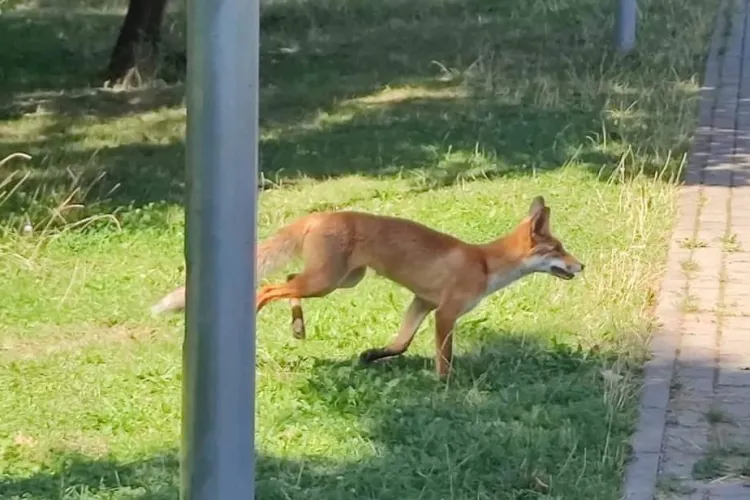FOTO. Vulpe surprinsă în Baza Sportivă Gheorgheni din Cluj-Napoca. Clujean: „Ce bine că are cartierul așa o biodiversitate”