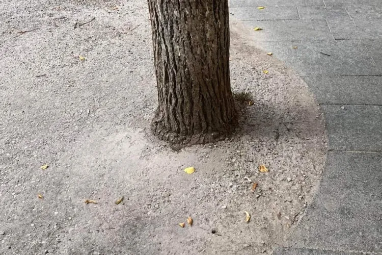 Copacii și verdele Clujului, în pericol în urma modernizărilor din ultimii ani: „Oricât aș încerca să trec cu vederea, când văd copaci gâtuiți mă enervez”