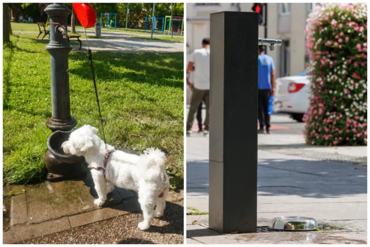 Vești bune pentru cățelușii din Cluj!  Cișmelele din centrul orașului au fost dotate cu boluri de apă pentru animale - FOTO 