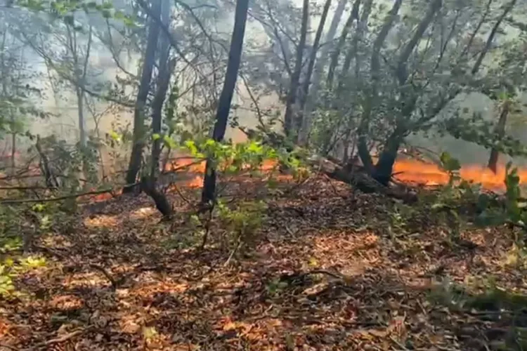 VIDEO. Incendiu violent într-o comună din Cluj! Arde vegetația uscată, 8 pompieri acționează la fața locului, focul se extinde rapid din cauza vântului