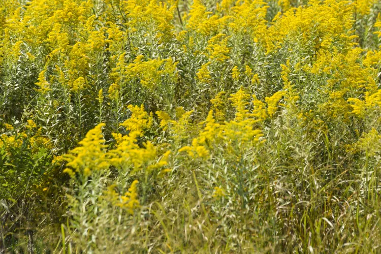 Terenurile din Cluj-Napoca, împânzite de ambrozie. Planta periculoasă îi scoate din minți pe clujeni: „Suntem alergici și nu mai putem ieși din casă”