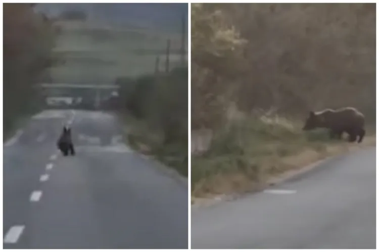 „Niciodată nu am văzut așa ceva, doar la zoo!” - O șoferiță a dat nas în nas cu ursul pe un drum din Cluj - VIDEO