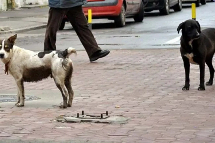 Cluj: Locuitorii din Dâmbul Rotund, atacați de câinii lăsați să se plimbe liberi pe stradă: „Stăpânul stătea în curte și râdea”