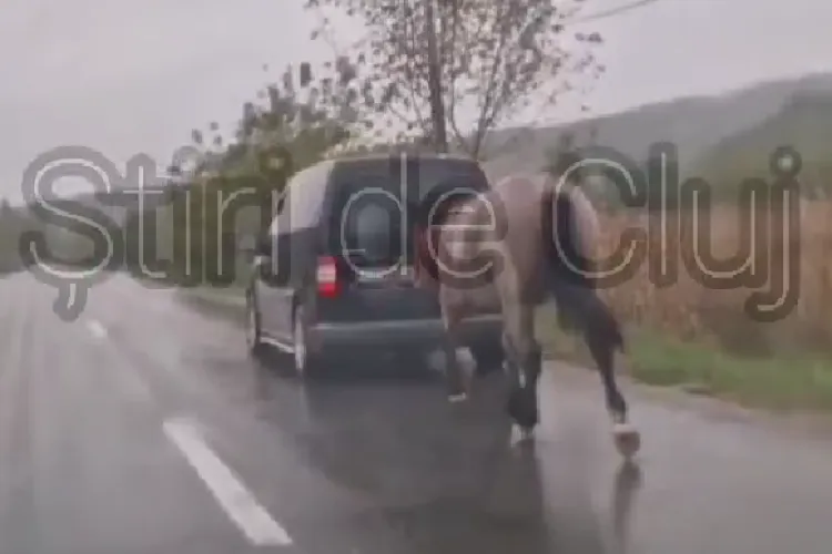 Cruzime fără limite! Un cal a fost tras zeci de kilometri, legat de o mașină, pe un drum din Cluj: ,,Săracul aluneca, era să cadă de mai multe ori”- VIDEO