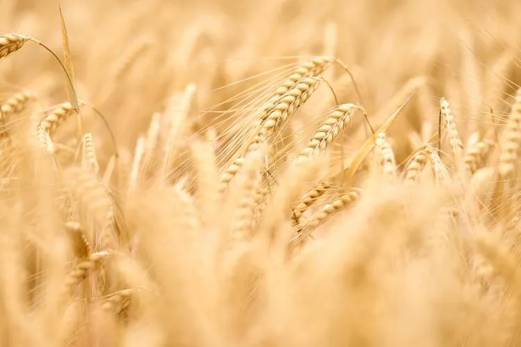 Fermierii din România afectați de schimbările climatice au primit o veste bună din partea UE. Țara noastră va primi peste 20 de milioane de euro