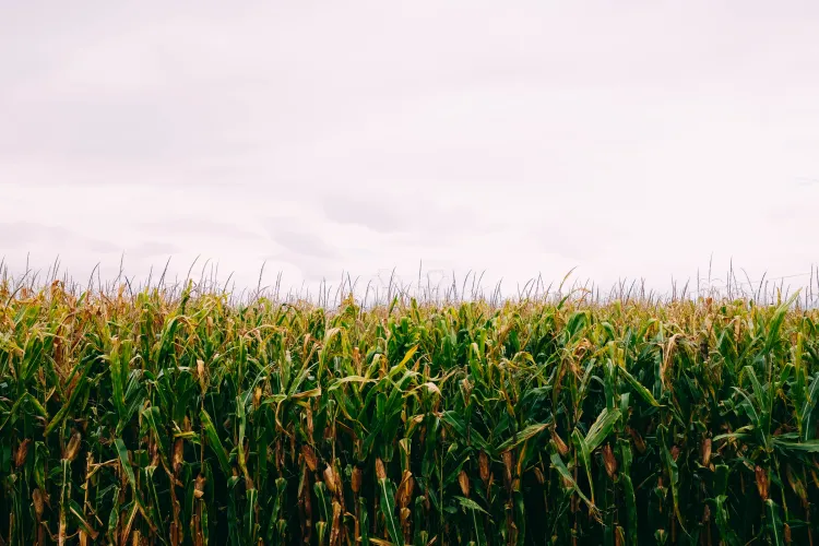 Un bărbat a lovit mortal o vârstnică în timp ce tăia porumb cu o cositoare. A realizat tragedia doar atunci când a observat că utilajul merge greu