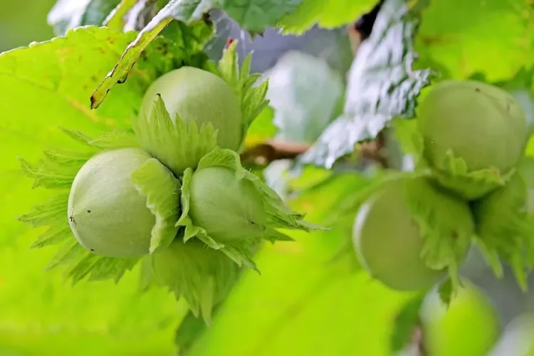 Un cuplu de fermieri din Bihor a dat lovitura. Plantația inedită care le aduce anual o sumă uriașă: ,,Trebuie să ai răbdare”