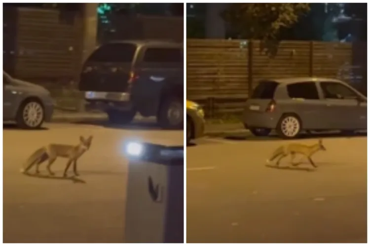 O vulpe simpatică a fost surprinsă pe străzile Clujului! Se plimba liniștită prin Gheorgheni - VIDEO 