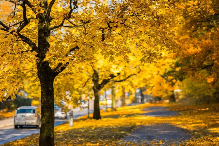 Vreme capricioasă în toată țara, în următoarele săptămâni. Prognoza ANM până la 6 octombrie pentru Transilvania