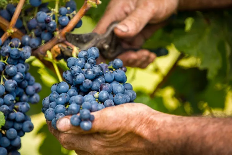 Dosar penal pentru trei bărbați care au încercat să fure 300 kg de struguri dintr-o vie din Jidvei. După ce au cules fructele, au fost prinși în flagrant