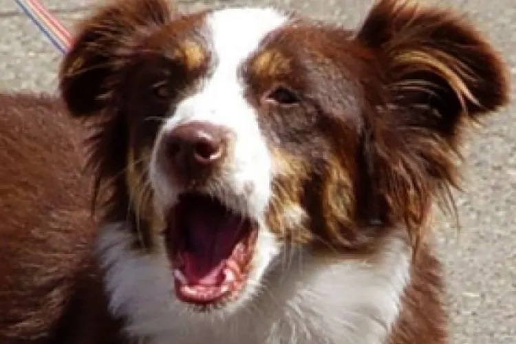 Locuitorii unui cartier select al Clujului, terorizați de un câine care latră: „E deranjant. Scoate capul prin gard și agață oamenii de pe trotuar”