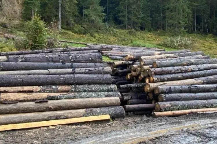 Hoții de lemne din Cluj lovesc din nou! Polițiștii ,,i-au vizitat” și au ridicat probe - FOTO 