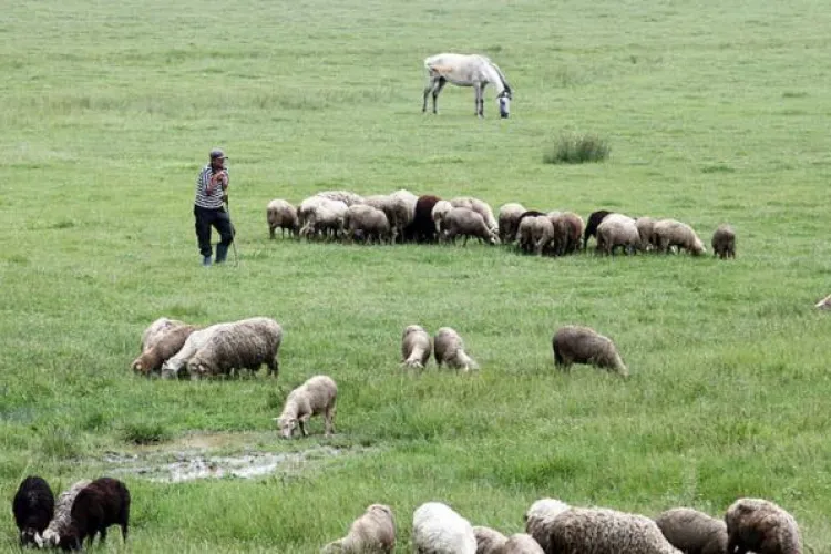 „Miorița” de Cluj: Un cioban și-a bătut crunt colegul până l-a băgat în spital. Agresorul era supărat că oile lui i-au călcat proprietatea