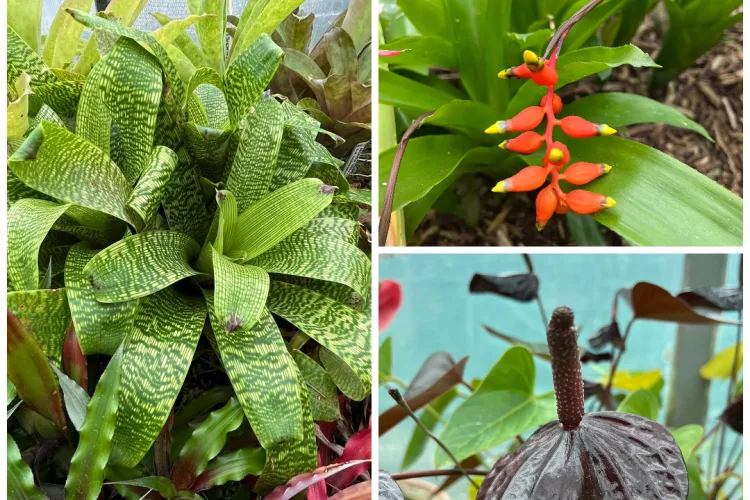 FOTO. Grădina Botanică din Cluj te invită în jungla tropicală cu ocazia Zilelor Porților Deschise 