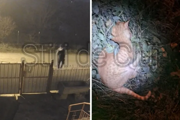 VIDEO Imagini șocante cu copii din Cluj omorând fără inimă o pisicuță. Au aruncat minute în șir cu pietre în ea: „Mâine voi depune plângere la poliție”
