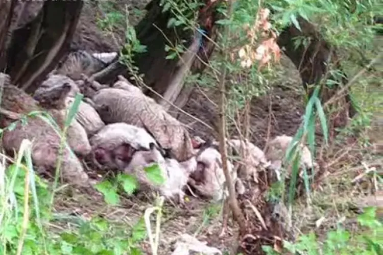 Un barbat a fost traznit in comuna Cetan impreuna cu oile pe care le ingrijea - VIDEO - Imagini socante