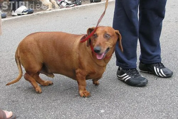 Iranul a interzis cainii de companie, simbol al "culturii vulgare occidentale"