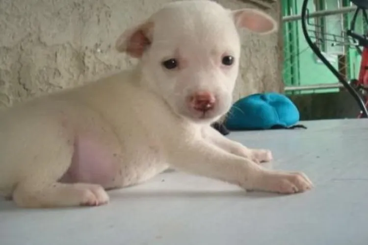 Cruzime! Si-a prins catelul in carlige la uscat si a postat totul pe Facebook