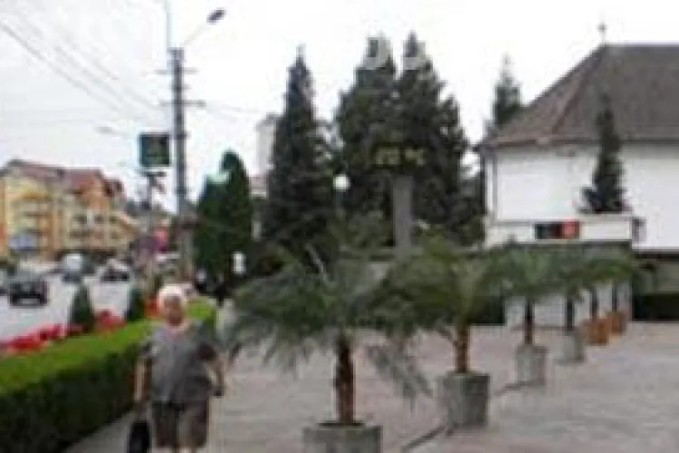 Palmieri in Campia Turzii, amplasati pe marginea drumului national  FOTO