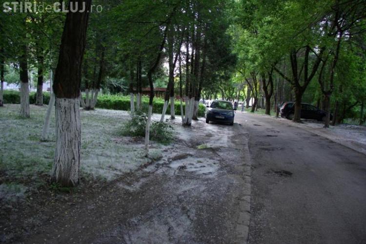 Clujenii de pe strada Detunata cer taierea plopilor: Ne omoara cu zile puful plopilor VEZI FOTO - STIREA CITITORULUI