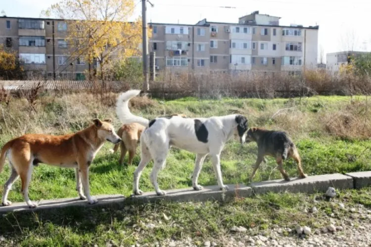 Clujenii, atacați de câinii vagabonzi care își duc veacul pe un șantier din Cluj: ,,Au început să dea târcoale pe la porți”