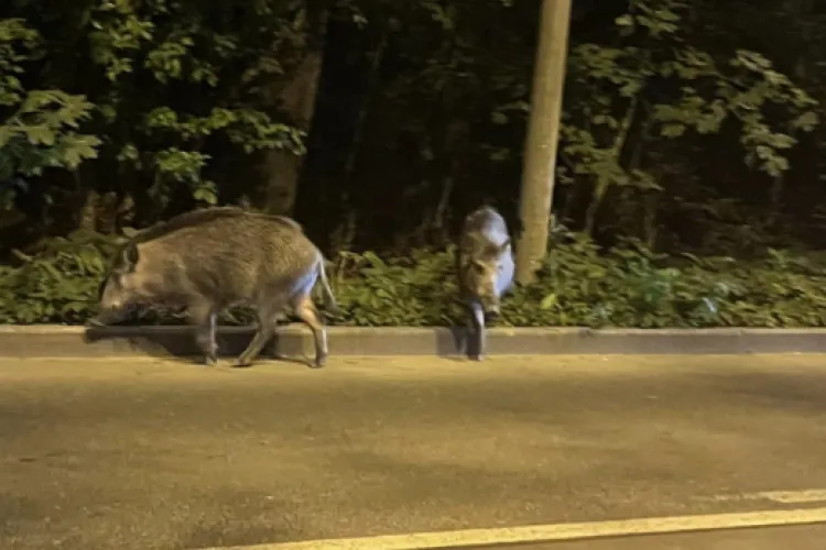 O zonă din Cluj a ajuns să fie plină de porci mistreți. Gospodăria unui bărbat este țintă constantă: „Mi-au stricat gardurile și mi-au săpat pământul”