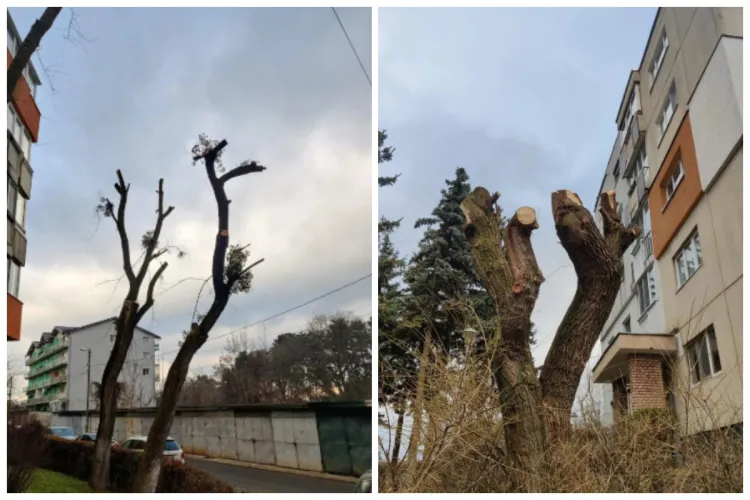Doreii au comis-o din nou! Copacii din Cluj ,,ciopârțiți”, la mai puțin de o săptămână de când firmele care se ocupă cu toaletarea lor au fost amendate 