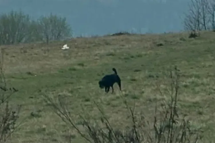 Câine periculos, surprins singur la plimbare prin Cluj! Oamenii se tem:  ,,E ilegal să fie plimbat de stăpân fără lesă, darămite să fie lăsat liber” 