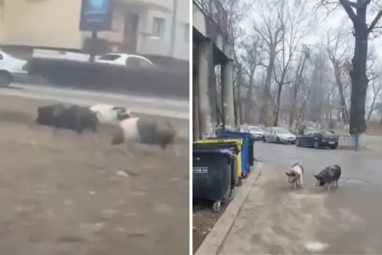 Cluj: Trei PORCI au ieșit la „colindat” pe străzile din Turda! Animalele au explorat orașul în lung și-n lat - VIDEO