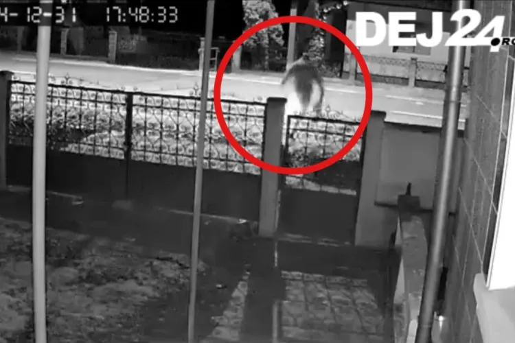 Accident îngrozitor în Cluj! Un tânăr a fost spulberat de o șoferiță, în timp ce traversa strada ilegal VIDEO LIVE Camere de supraveghere