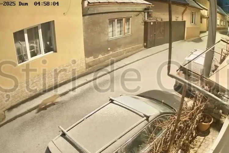 Imagini superbe cu o vulpe care se plimba prin centrul Clujului! Animalul sălbatic, surprins de camerele de supraveghere VIDEO