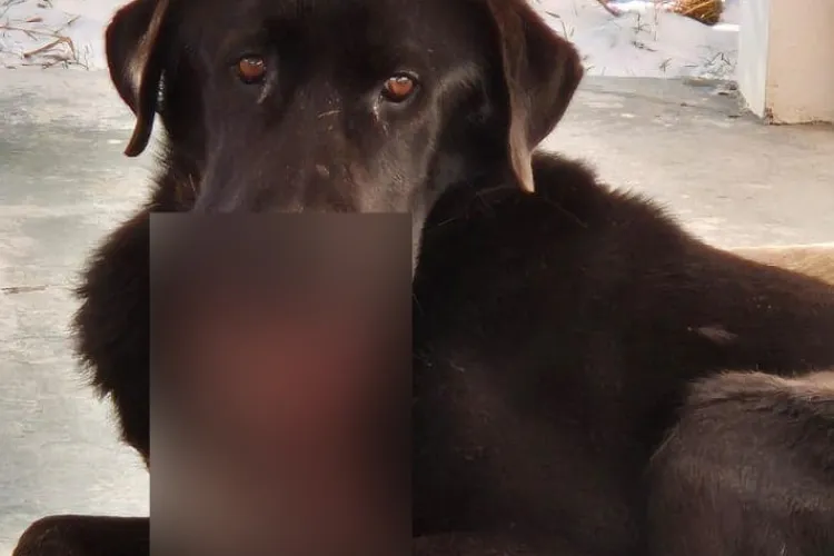 Caz șocant în Cluj! Au prins un câine și i-au explodat o petardă în gură: ,,Cât de dureros se vede” - FOTO